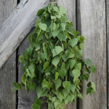 Load image into Gallery viewer, Dried Birch Sauna Whisks